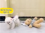 Cún cưng buồn bã khi bị sen đuổi khỏi nhà