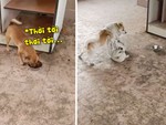 Chú chó nhân cơ hội giành thức ăn khi đồng bọn đánh nhau