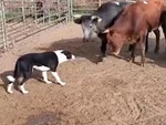 Chú chó chăn cừu đối đầu với đàn bò