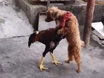 Gà chọi hổ báo bị chó Poodle đánh tơi bời