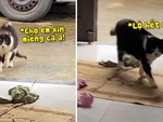 Chú mèo giả vờ què chân đi xin cá