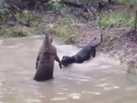 Chú chó hổ báo bị kangaroo dìm đầu cho uống nước ao