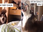 Sáng sớm chú chó Alaska đi khắp nhà sủa inh ỏi để gọi sen dậy