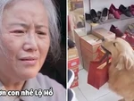 Chú chó đi lượm ve chai để phụ tiền mua đôi giày cho bà cụ
