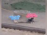 'Đố anh bắt được em' phiên bản chó và cáo