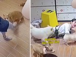 Chú chó corgi phục thù cô gái vì bị đánh oan