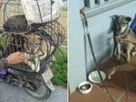 Chàng trai mua lại chú chó bị bán thịt
