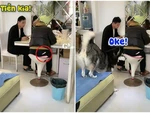 Ông chủ xúi giục husky lấy trộm tiền của vợ