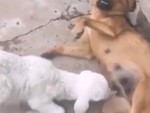 Cô chó cam chịu cho dê con bú sữa khi tự vệ thất bại