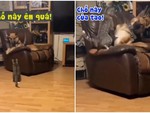 Chó becgie bị mèo tát vì giành chỗ ngủ