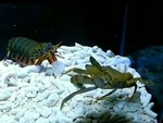 Cận cảnh tôm tít săn mồi đá gãy càng cua