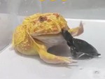 Con cóc ham ăn bị ba ba đánh kêu trời