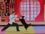 Chú chó chăn cừu diễn xiếc chuyên nghiệp