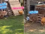 'Đố anh bắt được em' phiên bản gà và chó