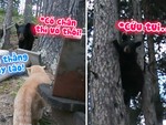 Gấu bỏ chạy lên cây khi bị mèo hù