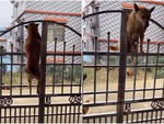 Chú chó leo cổng trốn đi chơi