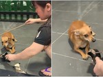 Chú chó run rẩy khi bị sen hỏi tội cắn dép
