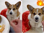Chó Corgi nổi điên khi bị chủ lừa cho ăn không khí