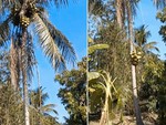 Chàng trai hái buồng dừa mà không trèo lên cây