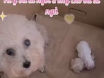 Chó mẹ gọi cô chủ dậy pha sữa cho con bú