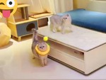 Vợ chồng mèo tương tàn trong mùa Valentine