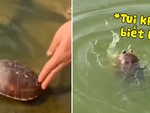 Rùa được phóng sinh nhưng lại 'cầu cứu vì không biết bơi'