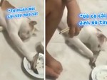 Chú mèo lén lút trộm cá nướng trước mặt sen