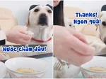 Chú chó đòi sen lấy bánh chấm nước mắm mới chịu ăn (P3)