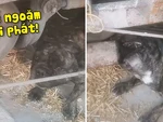 Chú chó ngậm ống bô máy cày đang nổ để hít khói