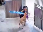 Chó cưng lấy ghế cho chủ ngồi