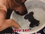 Chú chó ngáo ngơ mãi không mò được khúc xương