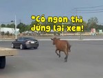 Chú bò rượt đuổi xe Mercedes