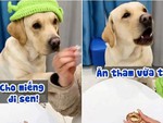 Chú chó nổi đóa vì sen tham ăn