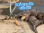 Cá sấu tức tưởi vì chưa kịp ăn đã bị đồng loại kéo xuống hồ