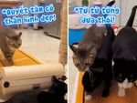 Đàn mèo chăm chỉ tập thể dục trên máy chạy bộ để giảm cân