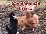 Chú mèo ngổ ngáo bị 2 gà mái cho ăn no đòn