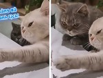 Chú mèo chỉ cho bạn cách ăn vụng