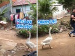 Chú ngỗng chạy dí chàng trai để giải cứu bạn đời