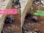 Chú cóc bị chuột đuổi cổ ra khỏi hang