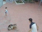 Chàng trai hoảng hồn với 'chó nhà em ngoan lắm'