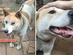 Chàng trai hướng dẫn cách làm quen chó dữ