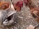 Chú ngỗng can ngăn 2 gà trống đánh nhau