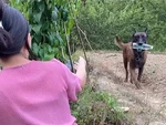 Chú chó chạy về lấy nước mang lên rẫy cho cô chủ uống