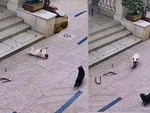 Mèo hú hồn khi gặp chú chó hổ báo nằm ăn vạ
