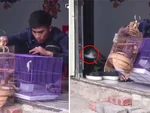 Chàng trai ngồi tiếc ngẩn ngơ khi để chim sổ lồng bay mất dạng