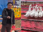 Ông chủ lươn lẹo mất đàn ngỗng vì gặp cao thủ ném vòng