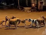 2 đàn chó lao ra đường đấu võ mồm