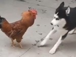 Husky nổi quạu vì gà trống quậy phá không cho ngủ