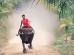 Chàng trai cưỡi trâu phi như ngựa