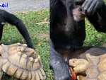 Chú khỉ đút táo cho rùa ăn
